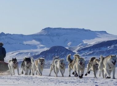 Slitta trainata da cani (2020) Groenlandia