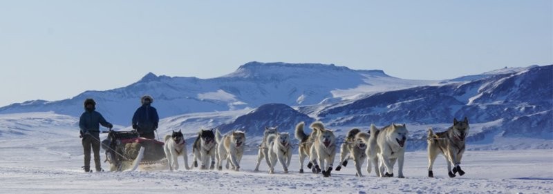 Slitta trainata da cani (2020) Groenlandia