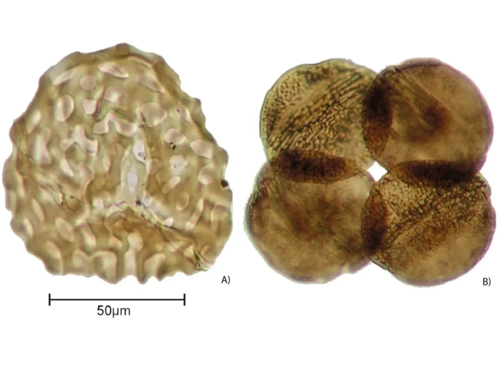 Spora (a) e tetrade di circumpolles pollini (b) visti al microscopio ottico a luce riflessa (foto di S. Cirilli).