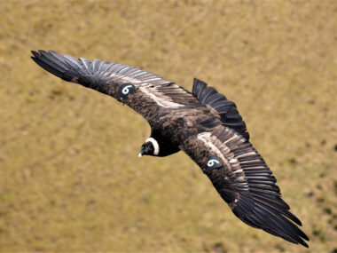 Un condor andino in volo nella provincia di Pichincha, nell'Ecuador settentrionale. Ambientalisti e ricercatori affermano che la specie, considerata in pericolo nel Paese, è minacciata dai progetti di energia eolica. (Immagine: Alamy)
