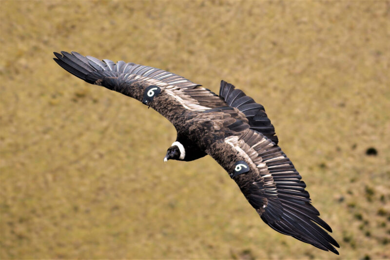 Un condor andino in volo nella provincia di Pichincha, nell'Ecuador settentrionale. Ambientalisti e ricercatori affermano che la specie, considerata in pericolo nel Paese, è minacciata dai progetti di energia eolica. (Immagine: Alamy)