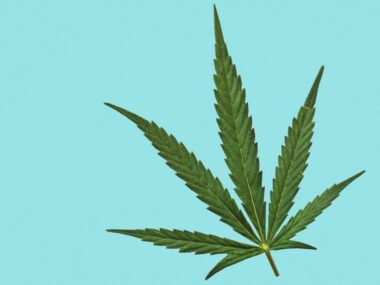 Cannabis_Sativa