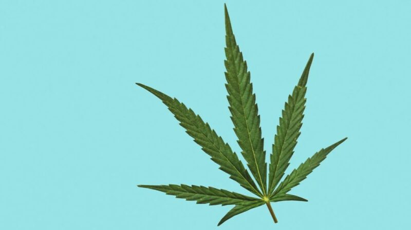 Cannabis_Sativa