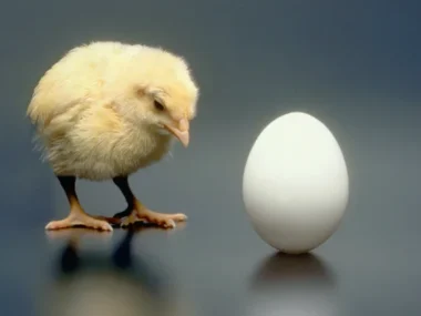 chicken