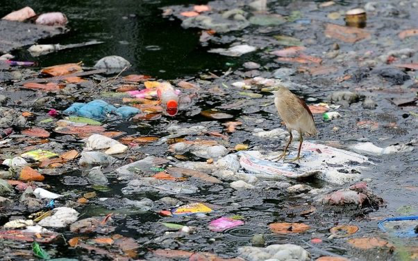 Inquinamento acqua da plastiche.