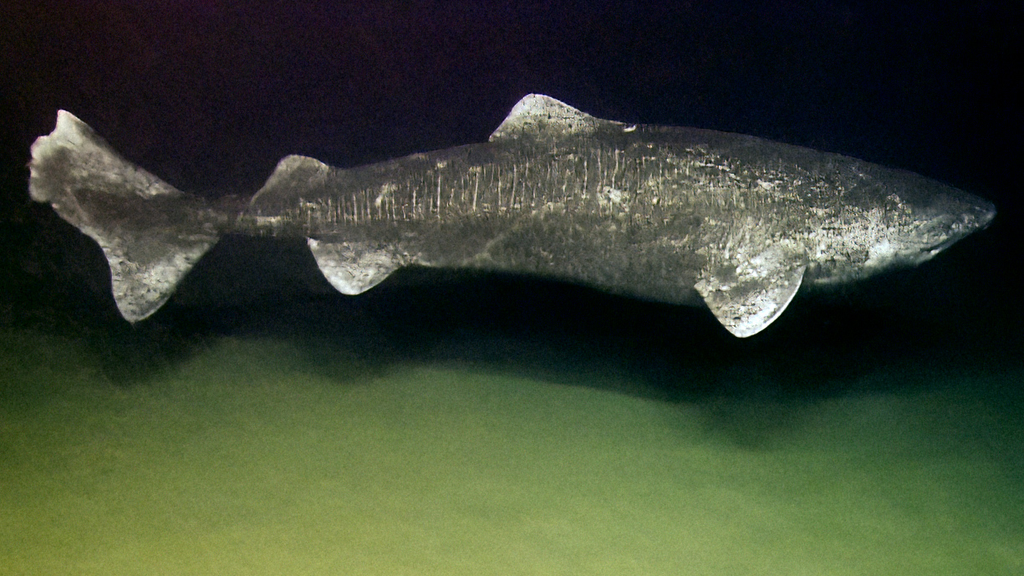 Greenland shark (Somniosus microcephalus)