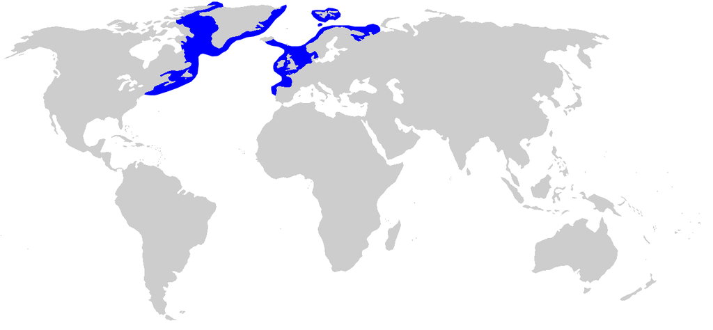 Distribution map for Somniosus microcephalus