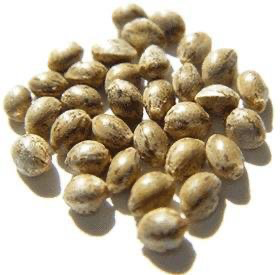 Semi di Cannabis Sativa.