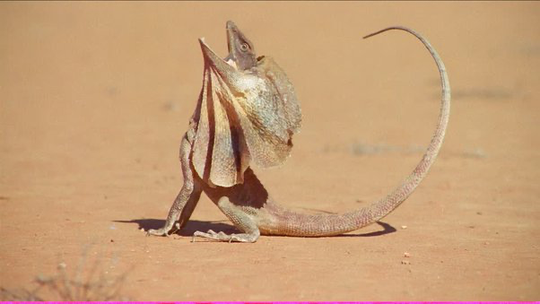 Clamidosauro